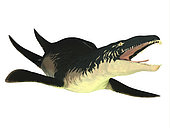 An extinct Liopleurodon reptile, white background. Liopleurodon was a carnivorous marine reptile that lived in Jurassic seas of France and England.