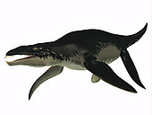 Side profile of an extinct Liopleurodon reptile, white background. Liopleurodon was a carnivorous marine reptile that lived in Jurassic seas of France and England.