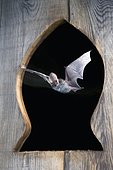 Alpine long-eared Bat (Plecotus alpinus), Austria, Europe