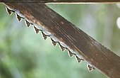 Mexican Long-tongued Bats (Choeronycteris mexicana) hanging side by side from a wooden bar, Tortuguero National Park, Limón Province, Costa Rica, Central America
