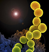 A colorized scanning electron micrograph of a white blood cell eating an antibiotic resistant strain of Staphylococcus aureus bacteria, commonly known as MRSA.
