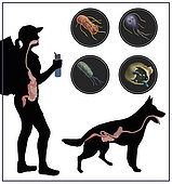 Medical illustration depicting the gastrointestinal systems of a hiker and dog, and the micro-organisms found in freshwater that can affect them.