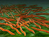 Microscopic view of a group of Borrelia burgdorferi bacteria, which are the bacterial agent of Lyme disease transmitted by ticks.