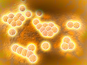 Microscopic view of Methicillin-resistant Staphylococcus aureus (MRSA). MRSA is a bacterium responsible for several difficult-to-treat infections in humans. It is also called oxacillin-resistant Staphylococcus aureus.