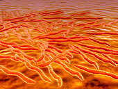 Microscopic view of a group of Borrelia burgdorferi, the bacterial agent of Lyme disease transmitted by ticks.