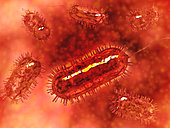 Group of Escherichia coli bacteria cells, commonly known as E. Coli. E. coli is a common type of bacteria that can get into food, like beef and vegetables.
