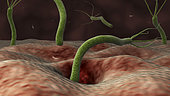 Conceptual image of helicobacter pylori bacteria entering the stomach.