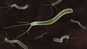 Conceptual image of the helicobacter pylori bacteria.