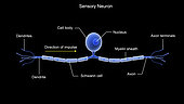 Conceptual image of a sensory neuron.