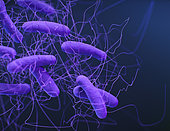 Medical illustration of Clostridioides difficile bacteria, formerly known as Clostridium difficile.