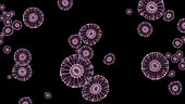 Microscopic view of Burkholderia mallei bacteria, black background.