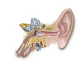 Anatomy of human ear.