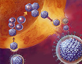 Replication of virus within host cell.
