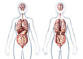 Female anatomy internal organs, rear and front views, on white background.