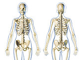 Female skeletal system front and rear views, on white background.