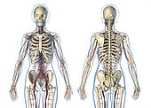 Female anatomy of cardiovascular system with skeleton, rear and front views. On white background.