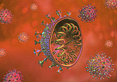 Cross section of the COVID-19 coronavirus on a colored background.