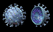 3D illustration of the COVID-19 coronavirus with cross section.