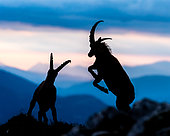 Bouquetin des Alpes (Capra ibex) combattant au lever du soleil en été, Slovaquie