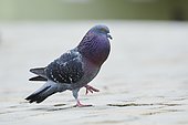 Feral pigeons (Columba livia domestica), Regensburg, Upper Palatinate, Bavaria, Germany, Europe