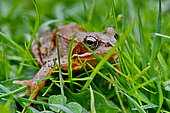 European frog (Rana temporaria) on grass, France