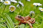 European frog (Rana temporaria) and lawn daisy, France