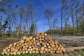 Logging in a coniferous forest for urbanisation, housing estate, Etupes, France