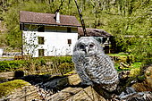 Tawny Owl (Strix aluco) chick just leaving the nest, Moulin de la Doue, Glay, Franche-Comté, France