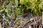 Grey Wagtail (Motacilla cinerea) nesting and hatching of chicks, France