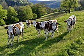Herd of Montbeliarde cows grazing, Glay, Doubs, France