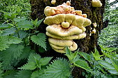 Chicken of the Woods (Laetiporus sulphureus) on a trunk, France