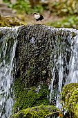 White-throated Dipper (Cinclus cinclus), source of the Doue, Glay, Doubs, France