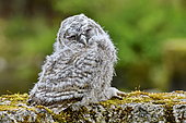Tawny Owl (Strix aluco) chick just leaving the nest, Moulin de la Doue, Glay, Franche-Comté, France