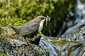 White-throated Dipper (Cinclus cinclus), source of the Doue, Glay, Doubs, France