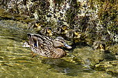 Mallard (Anas platyrhynchos), demale with ducklings, France