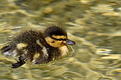 Mallard (Anas platyrhynchos), duckling on water, France