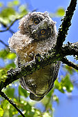 Long-eared owl (Asio otus), chick having left the nest, France