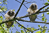 Long-eared owl (Asio otus), chicks having left the nest, France