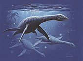A group of the plesiosaur species Djupedalia swimming by. This is an extinct genus of cryptoclidid plesiosauroid plesiosaur from the Jurassic. Fossils have been found in Spitsbergen. . Colored pencil on blue toned paper.