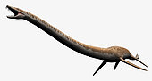 Elasmosaurus isolated on a white background.