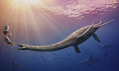 Plesiosaurus dolichodeirus hunting ammonites. Plesiosaurus is a genus of extinct, large marine reptile.