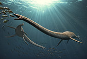 Two Elasmosaurus aquatic reptiles fishing under the Late Cretaceous sea.
