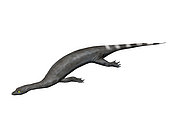 Corosaurus alcovensis, Early Triassic of Wyoming, USA.