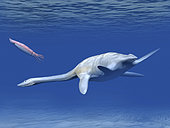 Aristonectes plesiosaur attempts to make a meal of a squid-like cephalopod during the Late Cretaceous period.
