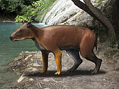 Elomeryx is an artiodactyl ungulate from the Cenozoic Era.