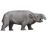 Pyrotherium is an extinct ungulate from the Oligocene epoch of Argentina.