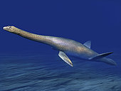 Cryptoclidus eurymerus is an extinct plesiosaur from the Late Jurassic of England.