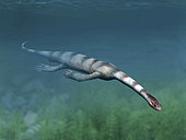 Keichousaurus hui, Sauropterygia, Late Triassic of China.