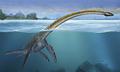 Elasmosaurus platyurus, a prehistoric dinosaur from the Cretaceous period.