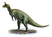 Tsintaosaurus spinorhinus, a prehistoric era dinosaur from the Cretaceous period.